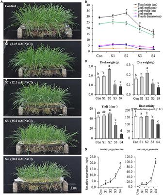 Physiological, transcriptomic, and metabolic analyses reveal that mild salinity improves the growth, nutrition, and flavor properties of hydroponic Chinese chive (Allium tuberosum Rottler ex Spr)